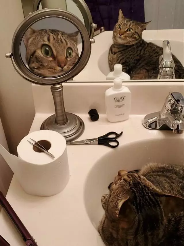 hewan bercermin © berbagai sumber hewan bercermin © berbagai sumber