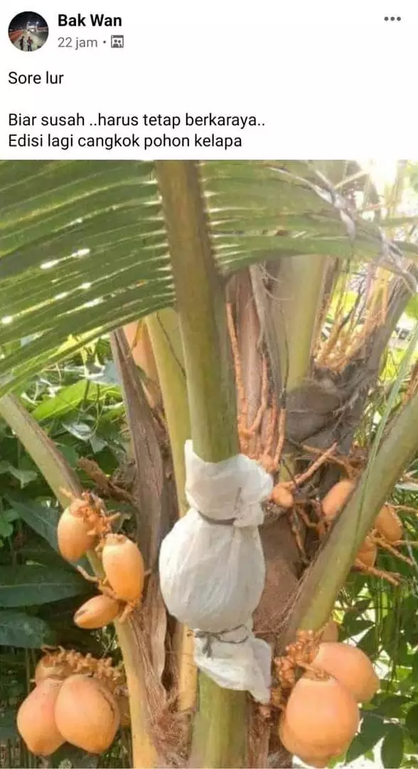 bapak-bapak bercocok tanam © berbagai sumber bapak-bapak bercocok tanam © berbagai sumber