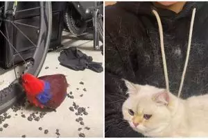 11 Momen apes punya hewan peliharaan, mau marah tapi nggak bisa