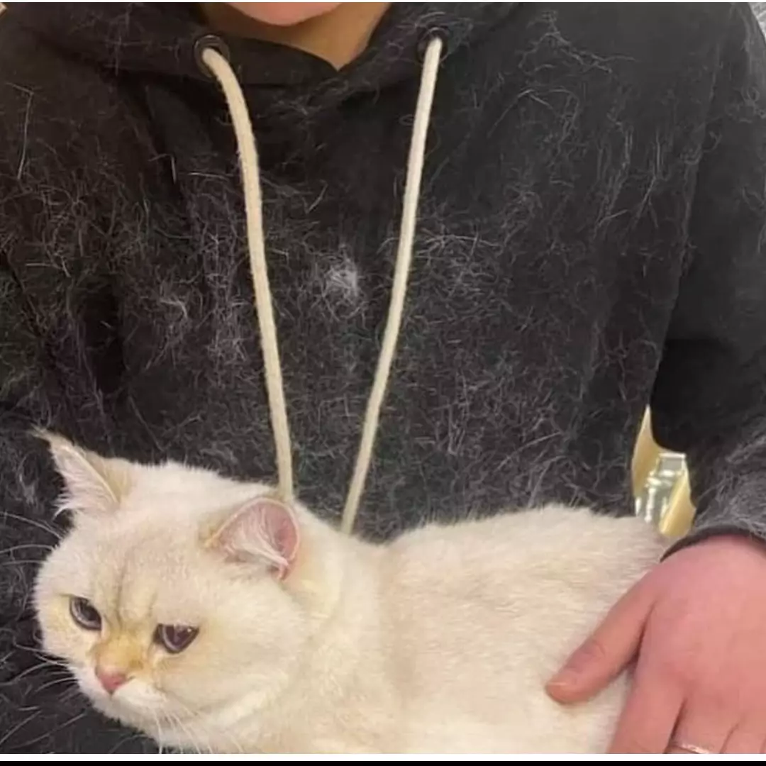 11 Momen apes punya hewan peliharaan, mau marah tapi nggak bisa