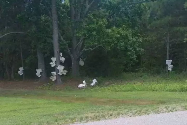 potret benda di pohon nyeleneh © berbagai sumber