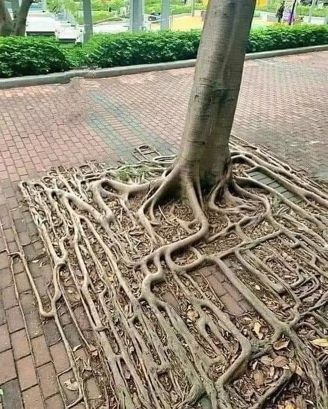 potret benda di pohon nyeleneh © berbagai sumber