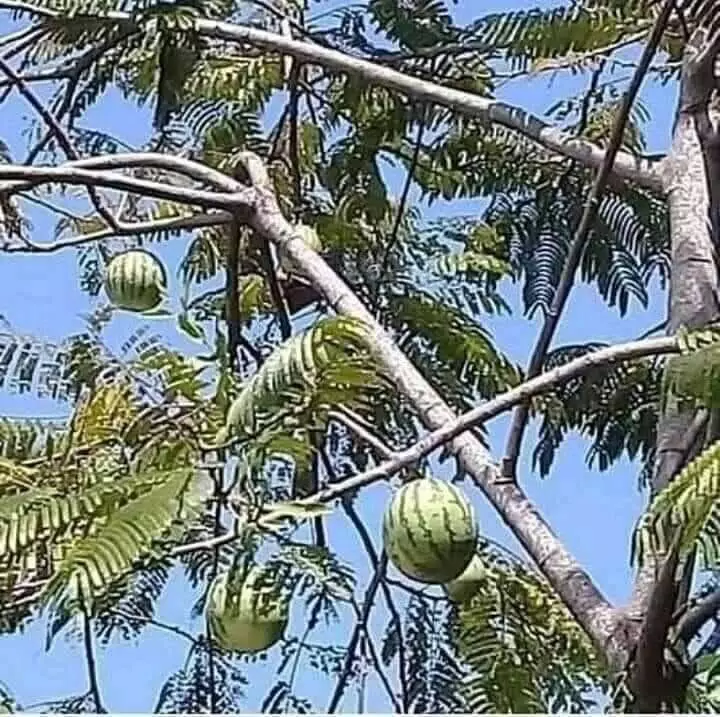 potret benda di pohon nyeleneh © berbagai sumber