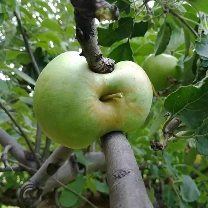 potret benda di pohon nyeleneh © berbagai sumber