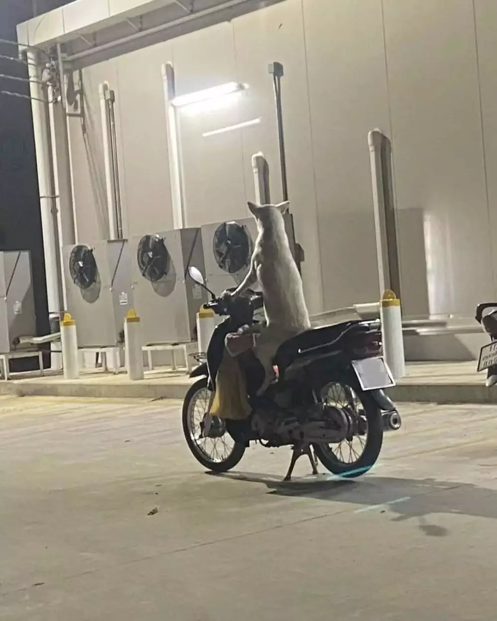 penampakan bikin kaget di jalan © Instagram penampakan bikin kaget di jalan © Instagram