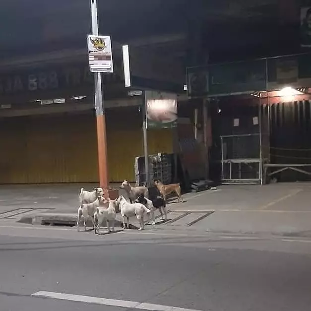 penampakan bikin kaget di jalan © Instagram penampakan bikin kaget di jalan © Instagram