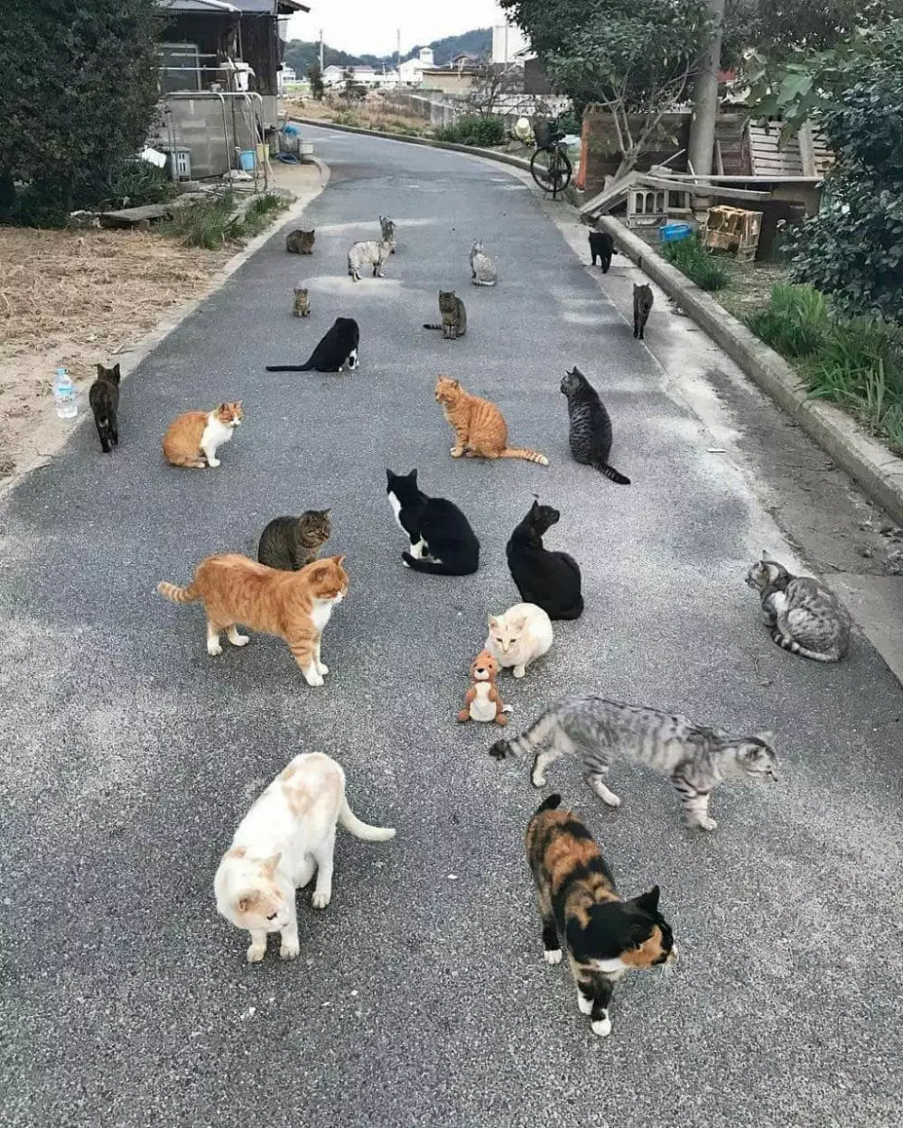 penampakan bikin kaget di jalan © Instagram penampakan bikin kaget di jalan © Instagram