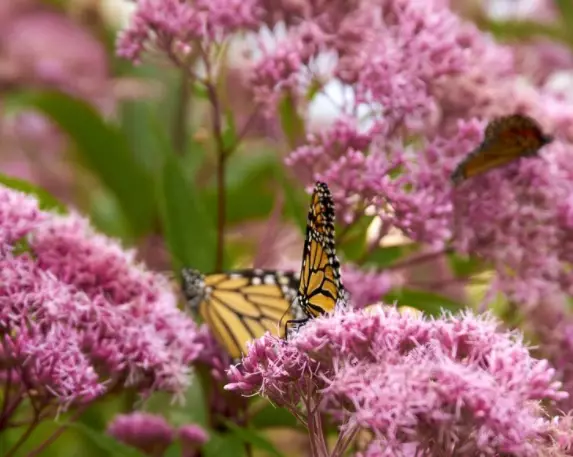 9 Arti mimpi seputar kupu-kupu © 2022 berbagai sumber 