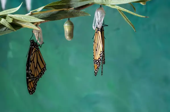 9 Arti mimpi seputar kupu-kupu © 2022 berbagai sumber 