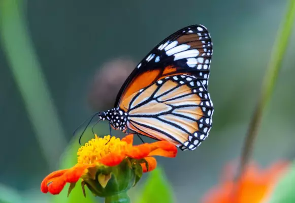 9 Arti mimpi seputar kupu-kupu © 2022 berbagai sumber 