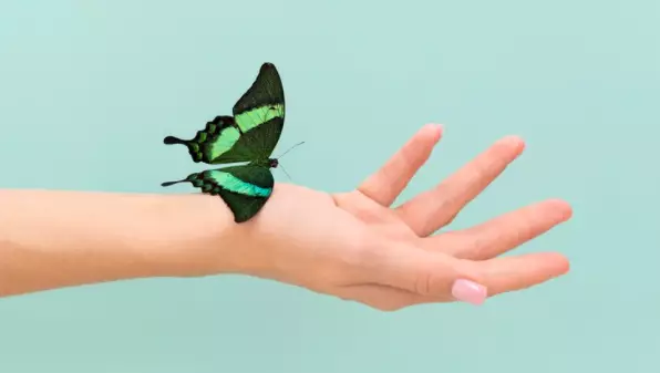 9 Arti mimpi seputar kupu-kupu © 2022 berbagai sumber 