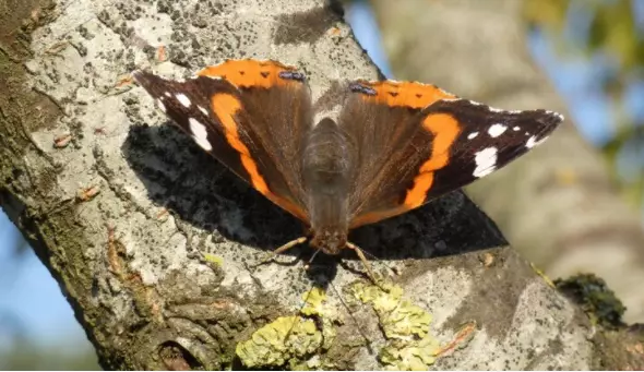 9 Arti mimpi seputar kupu-kupu © 2022 berbagai sumber 