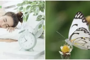 9 Arti mimpi seputar kupu-kupu, melambangkan perubahan hidup