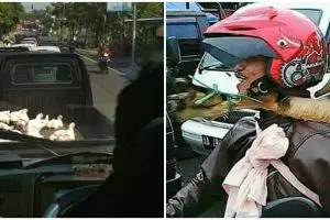 20 Momen lucu bawa hewan pakai kendaraan, penampakannya bingungin