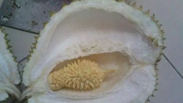 penampakan isi buah © berbagai sumber