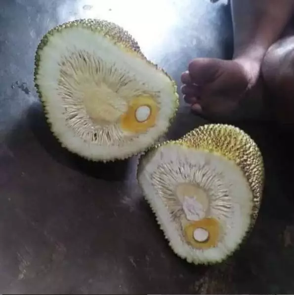 penampakan isi buah © berbagai sumber