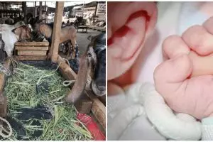 Aqiqah adalah : hukum, tujuan dan manfaatnya menurut syariat Islam