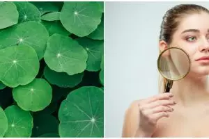 9 Manfaat centella asiatica untuk wajah, cegah tanda penuaan dini