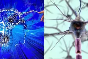 Sel menurut arti, jenis dan ciri-cirinya