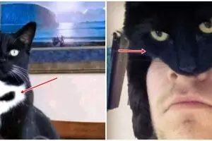 11 Penampakan lucu kucing ini kelihatan seram tapi gemesin juga