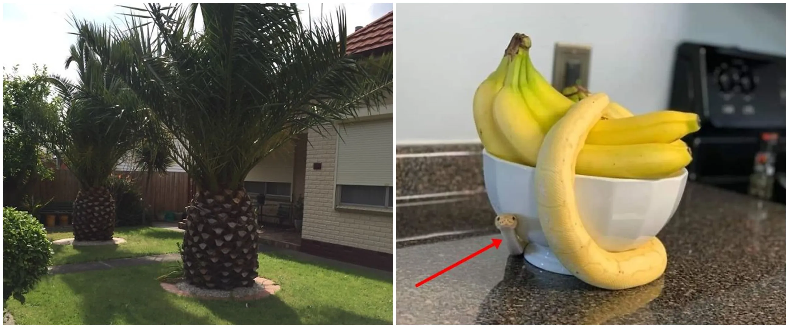 11 Potret benda mirip sayur dan buah, bikin mata terkecoh