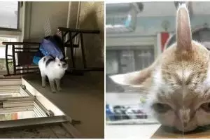 11 Potret hewan ini awalnya bingungin, harus jeli melihatnya