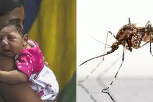 Ahli ungkap mutasi tunggal virus zika bisa jadi wabah