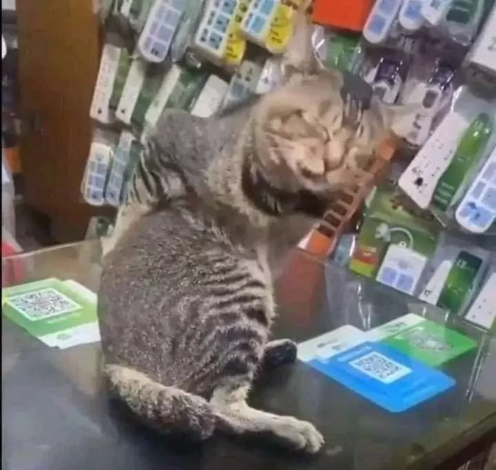 gaya kucing jagain dagangan lucu © Instagram gaya kucing jagain dagangan lucu © Instagram