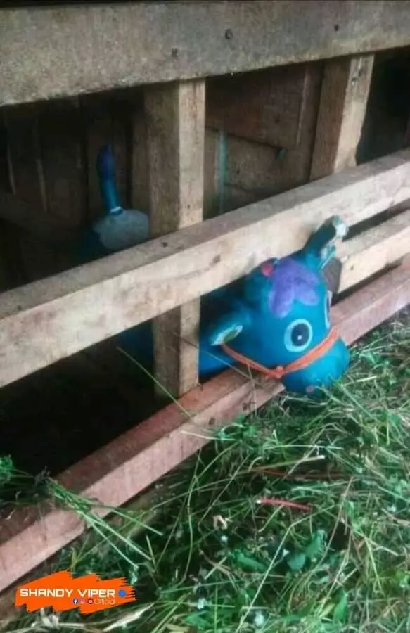 Penampakan nyeleneh di dalam kandang © 2022 brilio.net Penampakan nyeleneh di dalam kandang © 2022 brilio.net