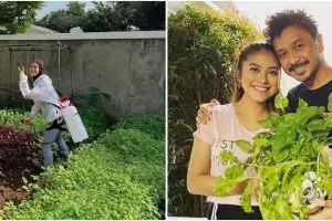 Potret kebun sayur di rumah 11 seleb, milik Narji di belakang rumah