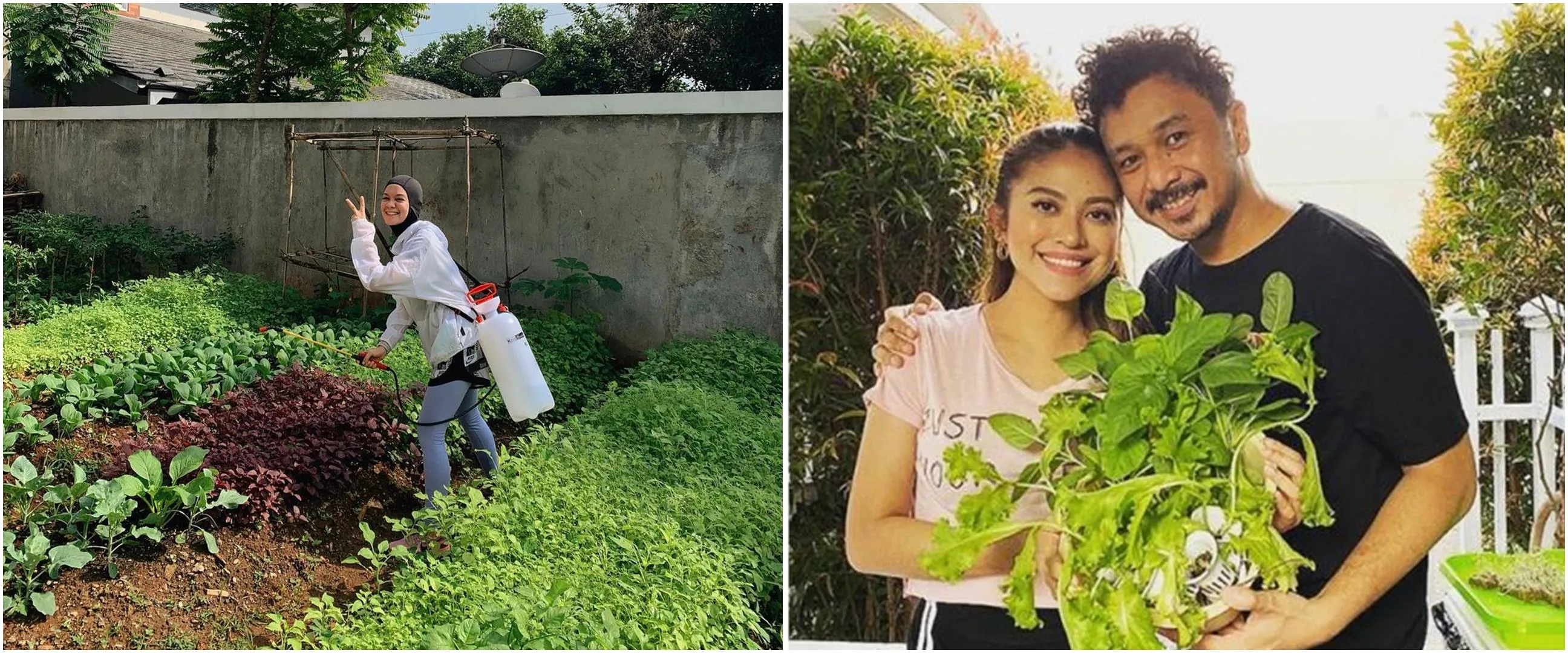 Potret kebun sayur di rumah 11 seleb, milik Narji di belakang rumah