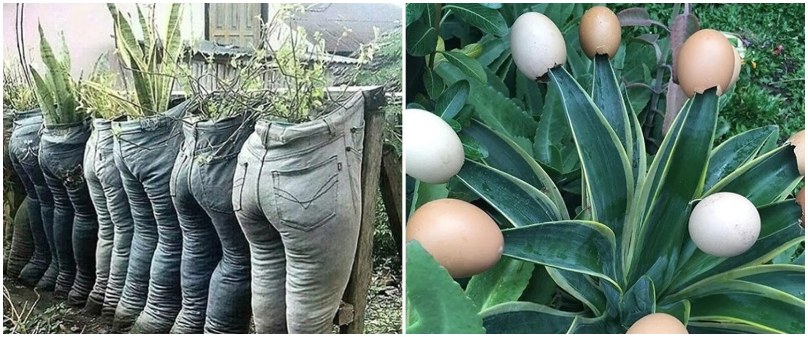 21 Ide nyeleneh dekorasi taman ini kreatif tapi bikin geleng kepala