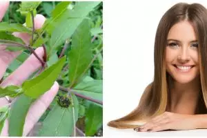 8 Khasiat urang-aring untuk rambut, kurangi masalah ketombe