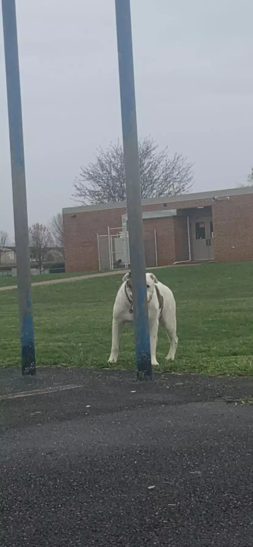 Potret hewan peliharaan gagal bersembunyi © berbagai sumber Potret hewan peliharaan gagal bersembunyi © berbagai sumber