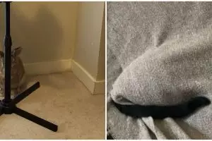 11 Potret hewan peliharaan gagal bersembunyi ini bikin ketawa