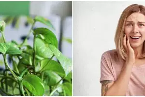 6 Efek samping daun sirih yang perlu diwaspadai