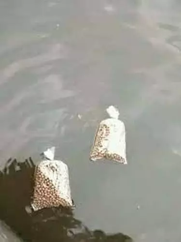Potret cara unik orang beri makan ikan © berbagai sumber Potret cara unik orang beri makan ikan © berbagai sumber