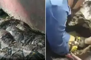 Ular empat meter sembunyi di bawah lantai, evakuasinya bikin deg-degan