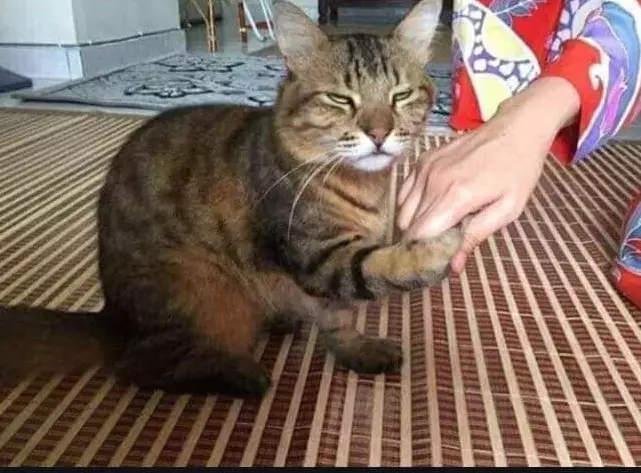 kucing ikut Lebaran © berbagai sumber