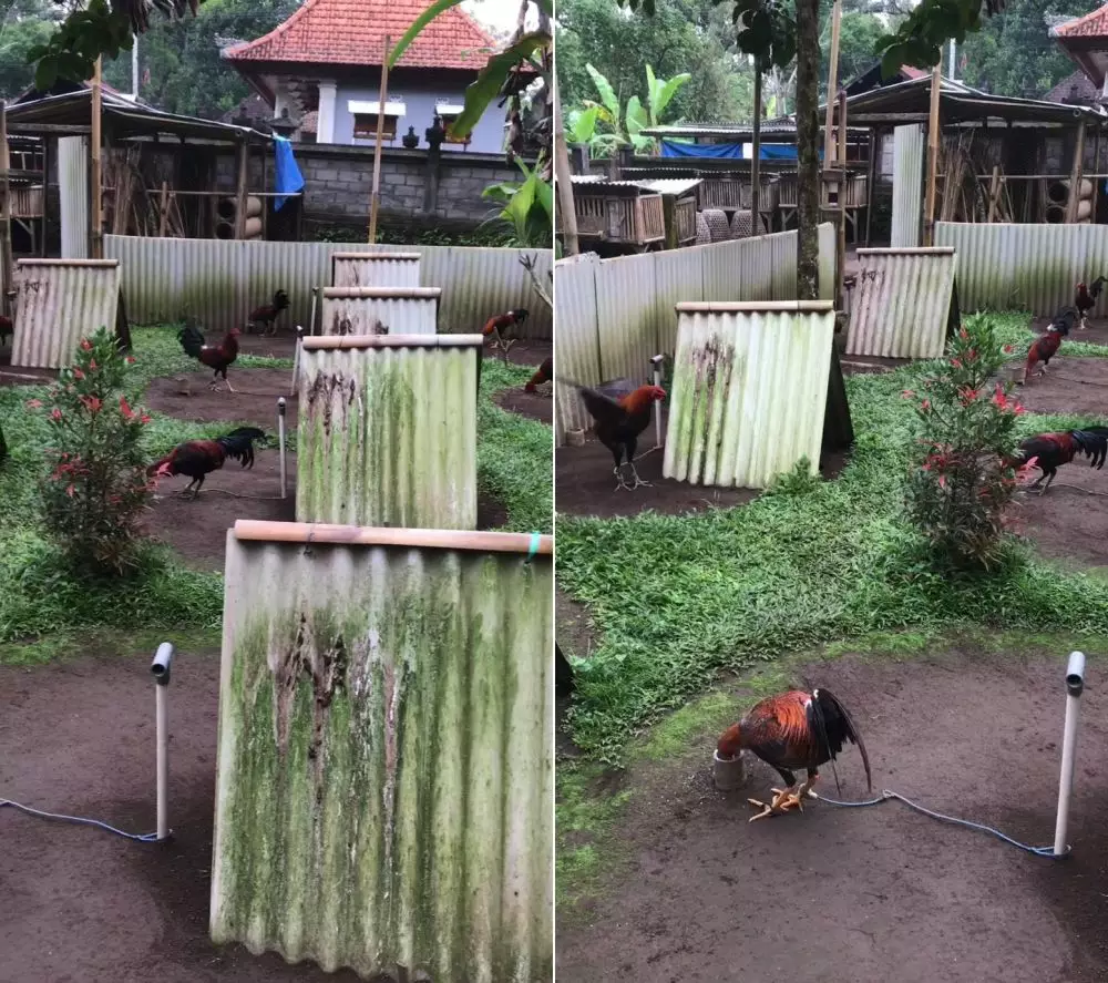 peternakan ayam unik © TikTok