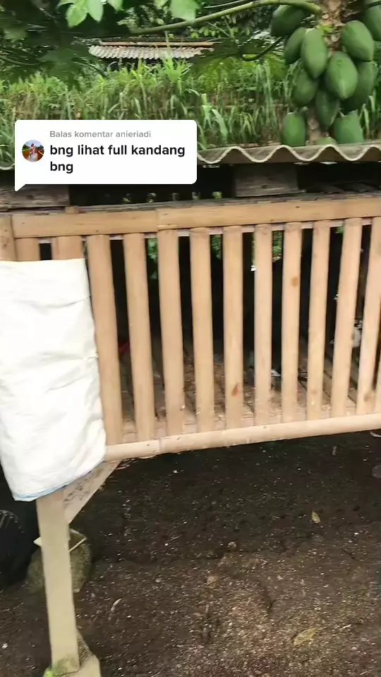 peternakan ayam unik © TikTok