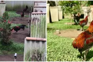 Viral peternakan ayam ini dibikin layaknya perkampungan, unik abis