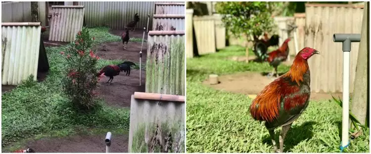 Viral peternakan ayam ini dibikin layaknya perkampungan, unik abis