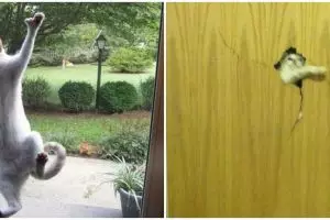 11 Aksi lucu hewan peliharaan minta masuk rumah ini drama banget