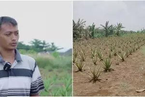 Kisah inspiratif pria tak lulus SD kini jadi petani lidah buaya sukses