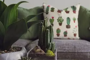 Yuk cari tahu kekuatan terbesarmu dari pilihan kaktus favorit kamu