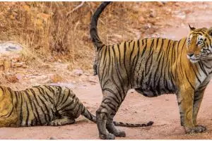 Asyik motoran, pasangan ini tiba-tiba diadang harimau liar