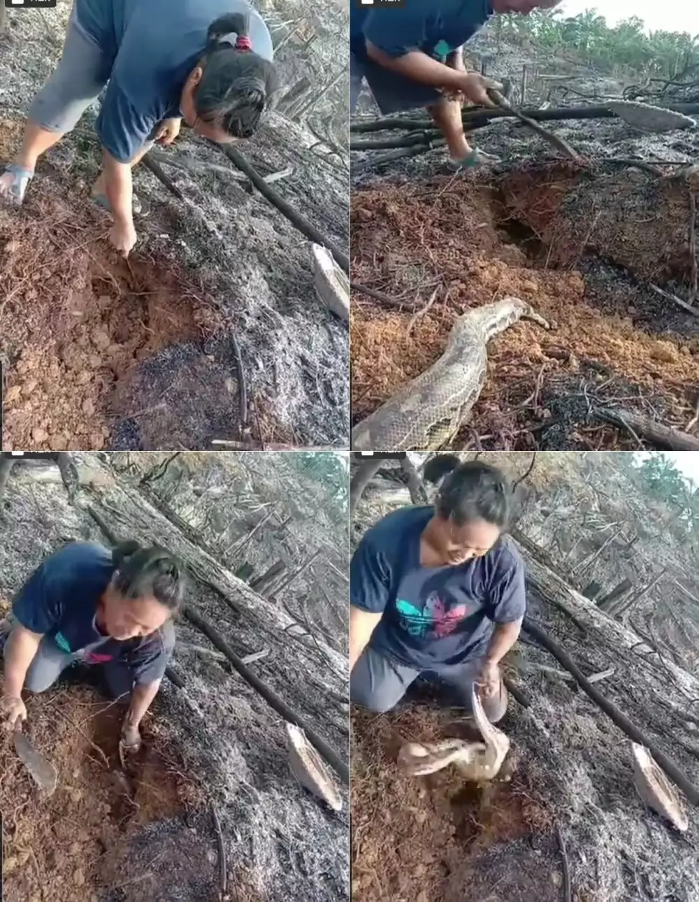 aksi emak tangkap ular © Twitter aksi emak tangkap ular © Twitter