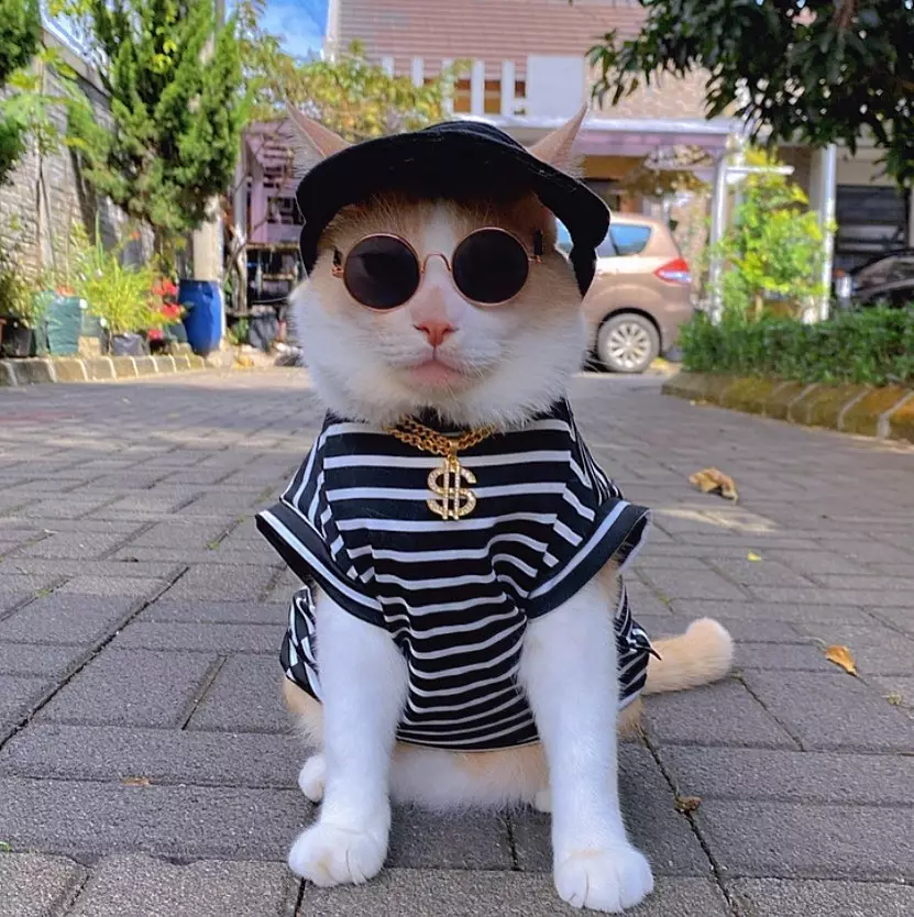 Pororo kucing viral TikTok ditemukan © 2022 TikTok Pororo kucing viral TikTok ditemukan © 2022 TikTok