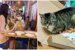 13 Momen apes makan sama hewan peliharaan, gagal kenyang